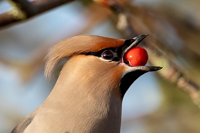 wildlife