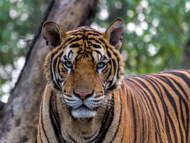 wildlife