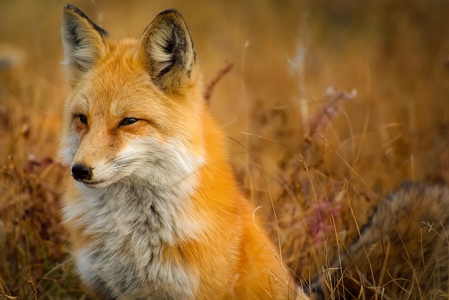 wildlife-640x480-74892094.jpeg