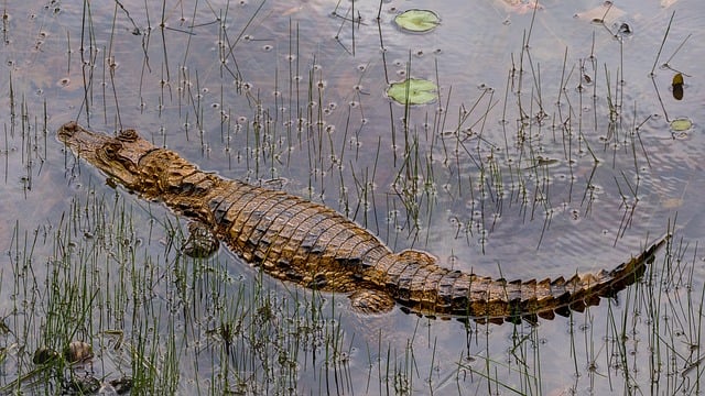 wildlife