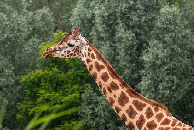 wildlife-640x480-77639891.jpeg