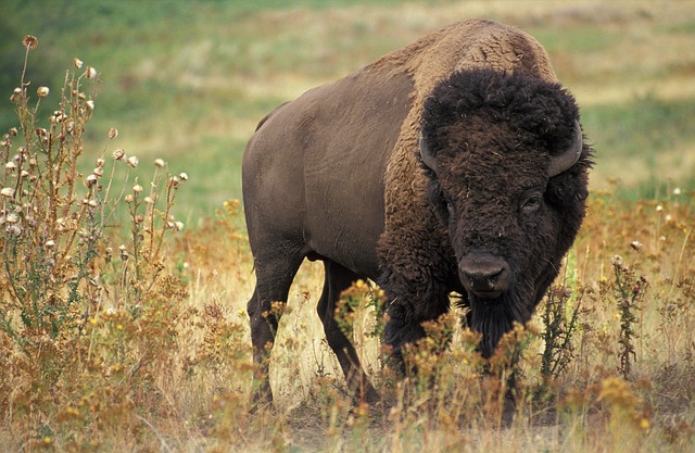 wildlife-640x480-7879979.jpeg