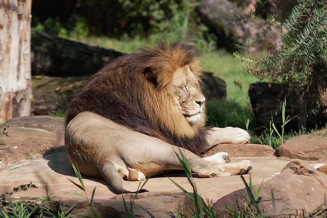 wildlife