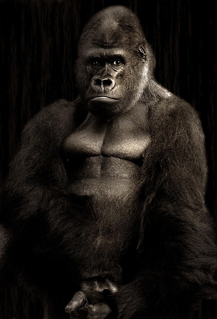 wildlife