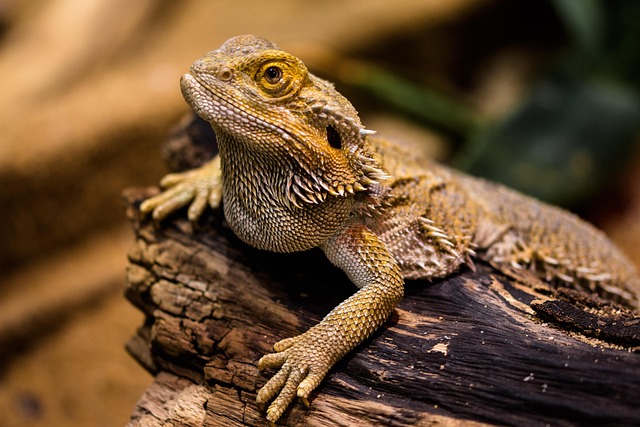 wildlife