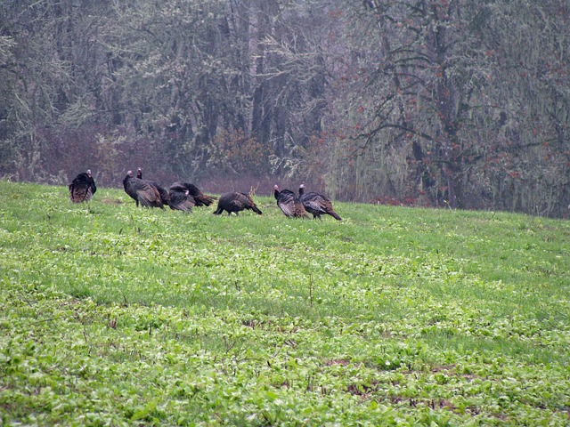 Willamette