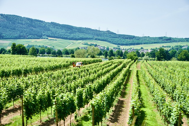 winery-640x480-64347604.jpeg