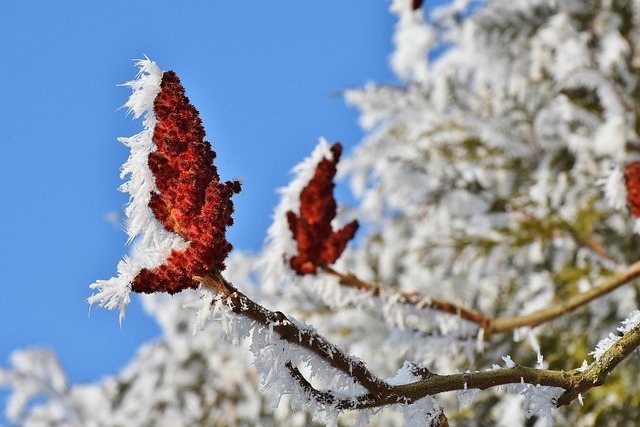 winter