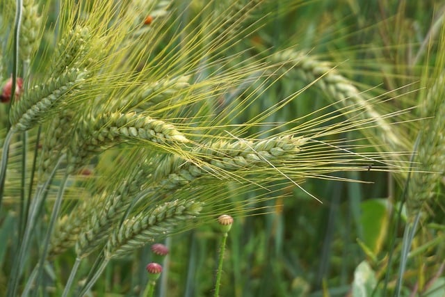 agriculture