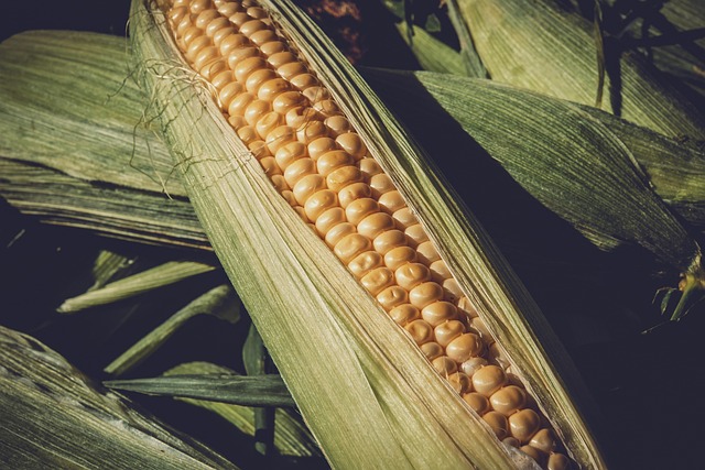 agriculture