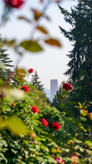 Arborist Eugene Oregon