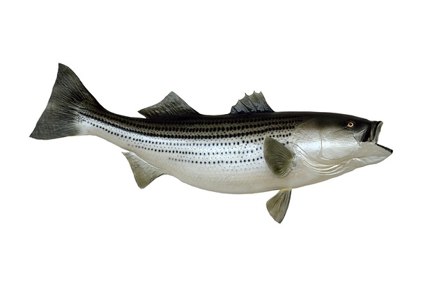 bass-640x480-14188738.jpeg