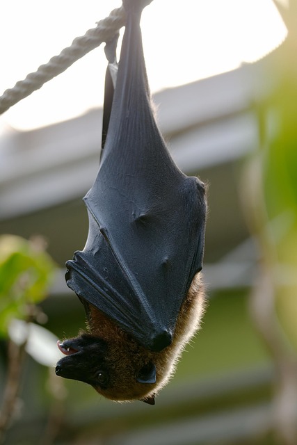 bat
