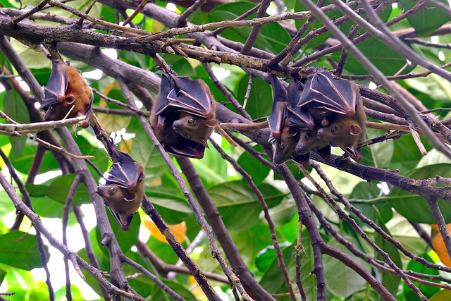bat