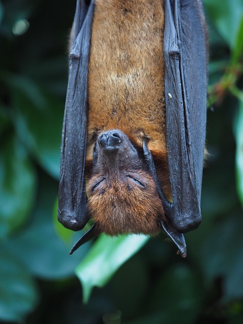 bat