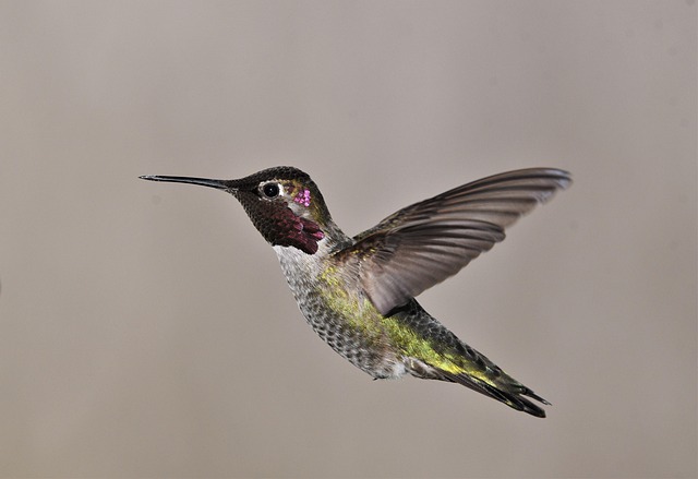 birds