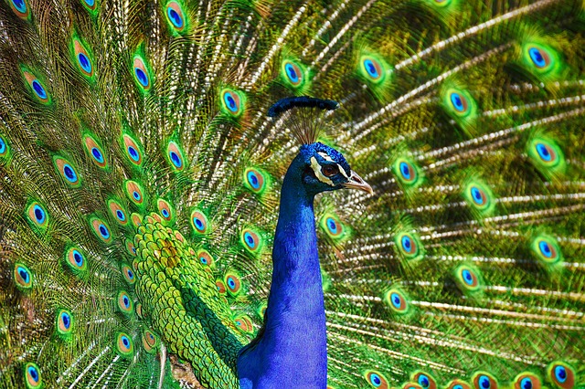 birds