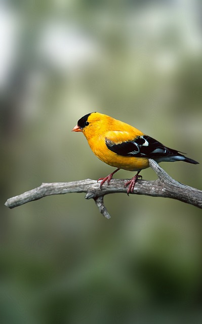 birds