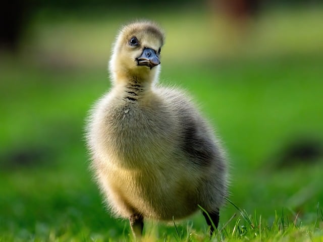 birdwatching-640x480-48681547.jpeg