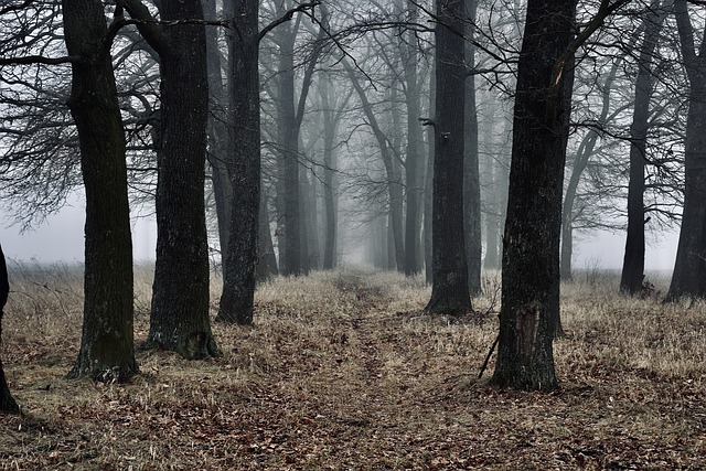 choice-640x480-41730971.jpeg