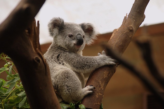 climbing