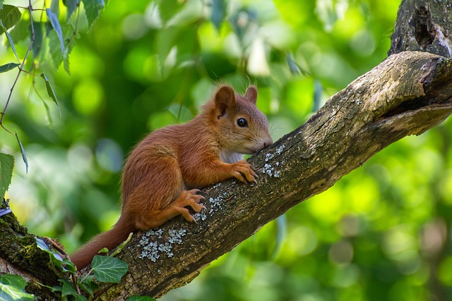climbing