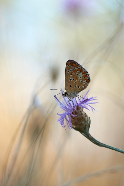common