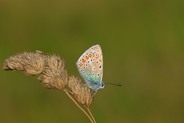 common