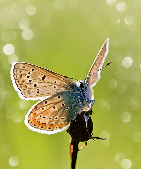 common