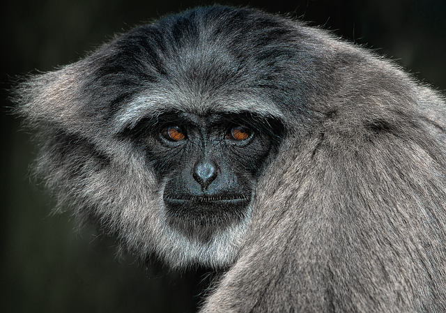 conservation-640x480-54678888.png