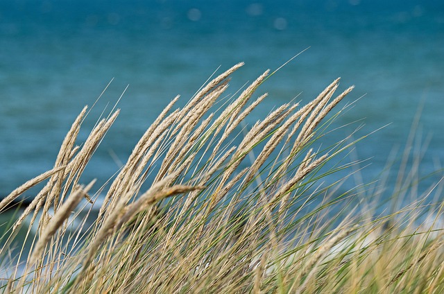 dunes