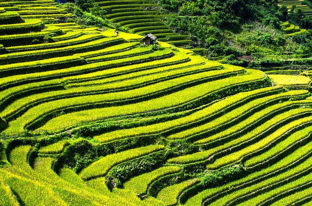 field