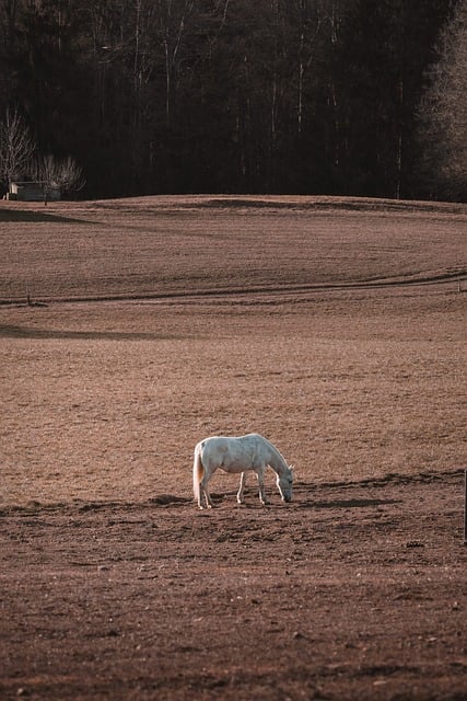 field