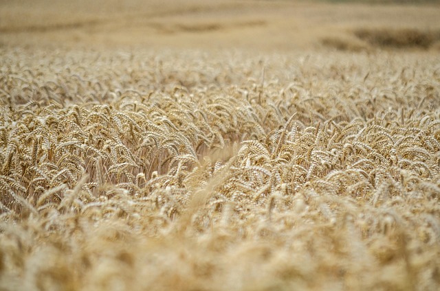 field