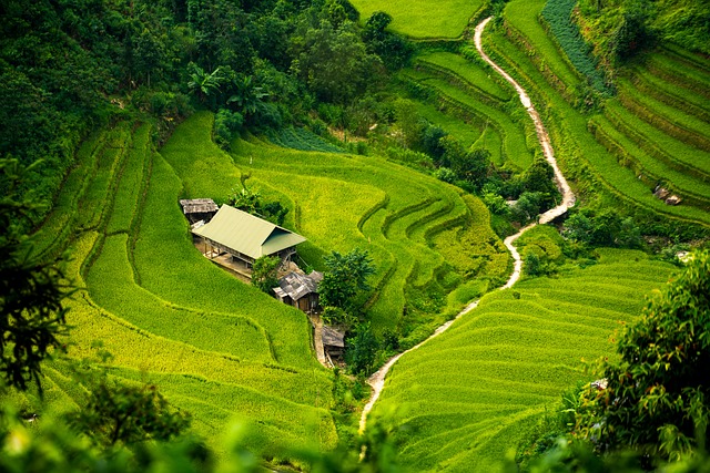 field
