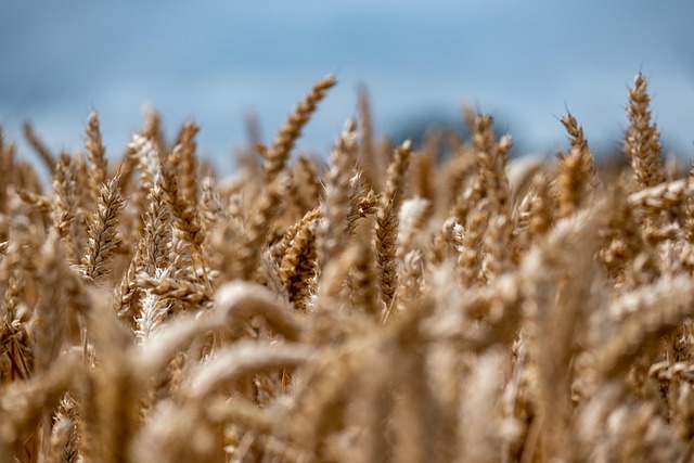 field