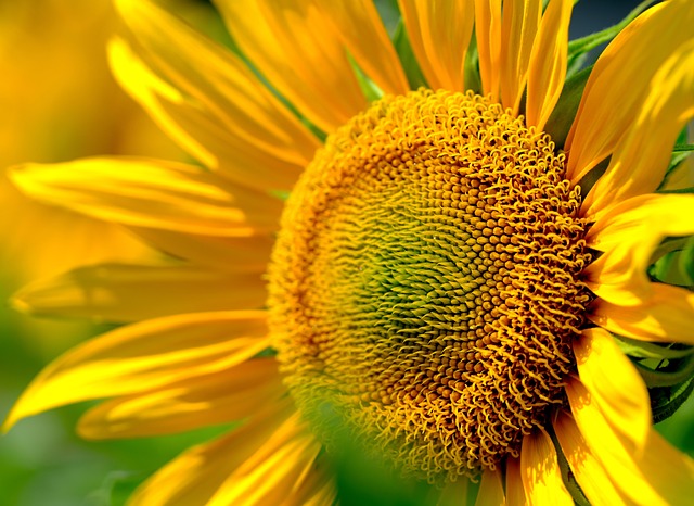 flowers-640x480-5208711.jpeg