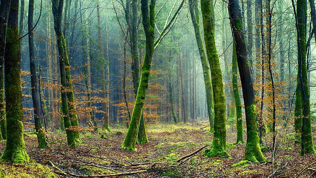 Forest