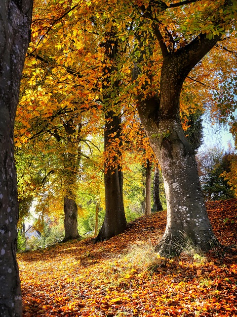 Forest
