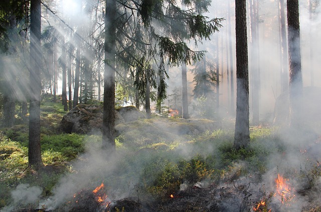 forest-640x480-75797421.jpeg