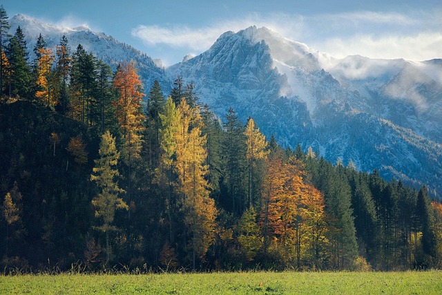 Forest