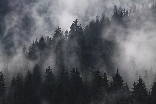 forest