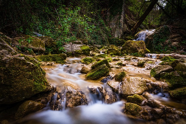 forests