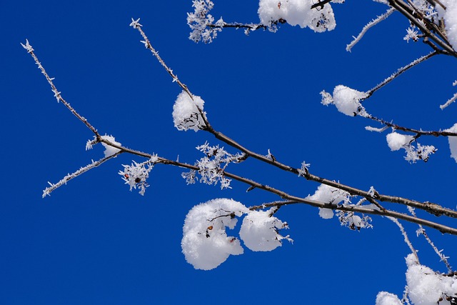 frost
