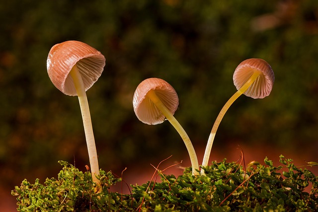 fungus