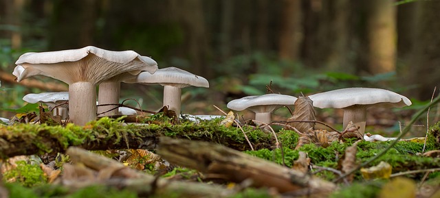 fungus
