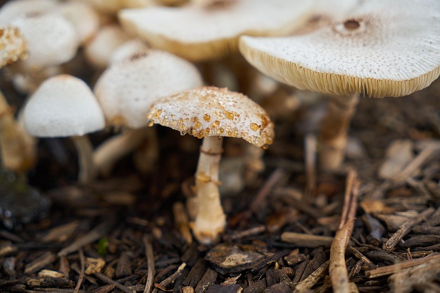 fungus