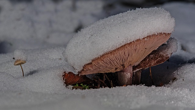 fungus-640x480-80821013.jpeg