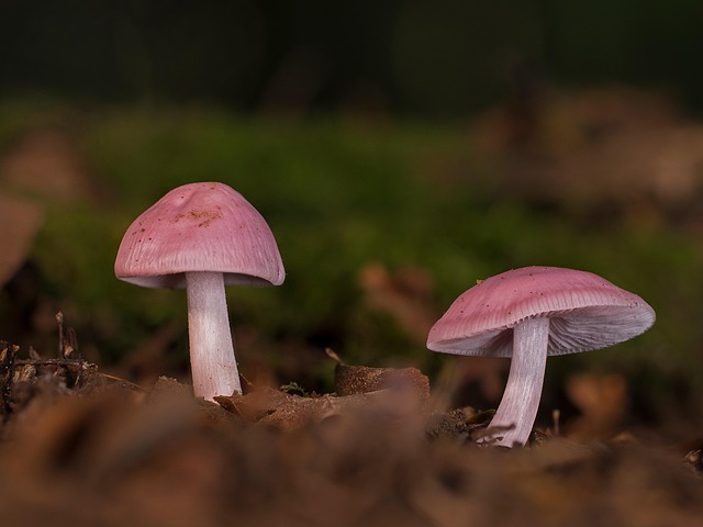 fungus