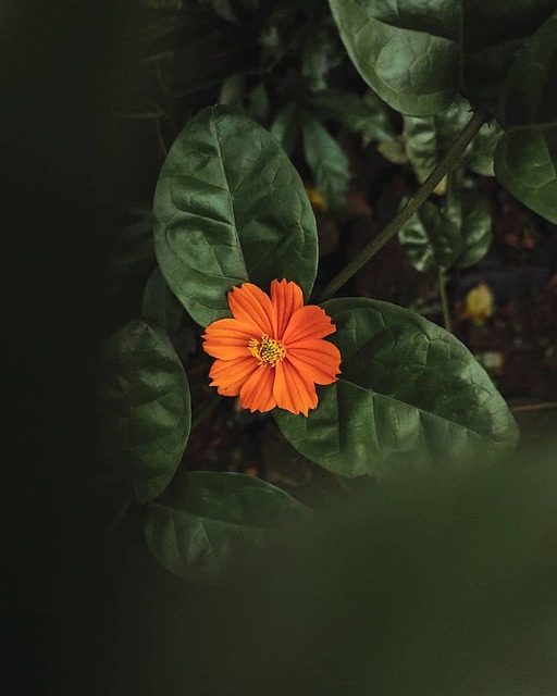 gardens-640x480-6905982.jpeg